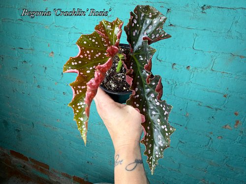 Cracklin’ Rosie is a cane Begonia that starts out pretty, but wait until this thing grows up. Those bronze leaves get larger,...