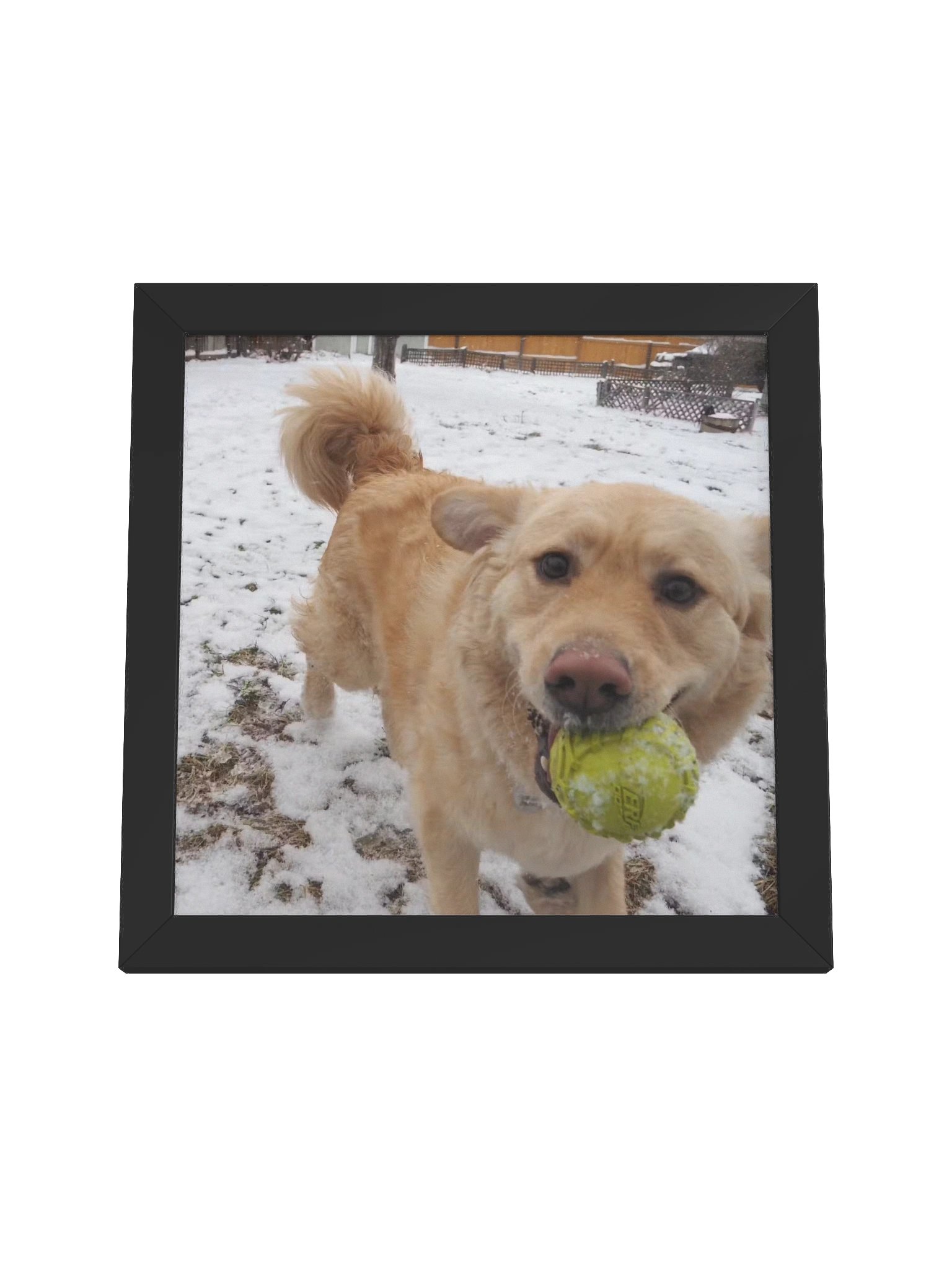 Fetch - Milo's Life Square Framed Poster product image (17)