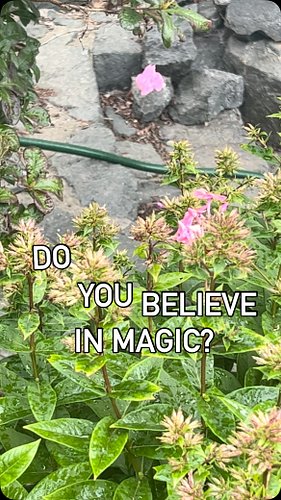 Magic is everywhere…you just have to look 🤩