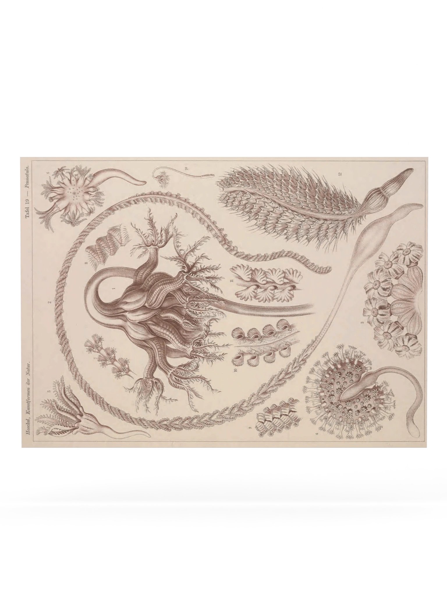 Pennatulida, Plate 19 – Haeckel Poster product image (6)