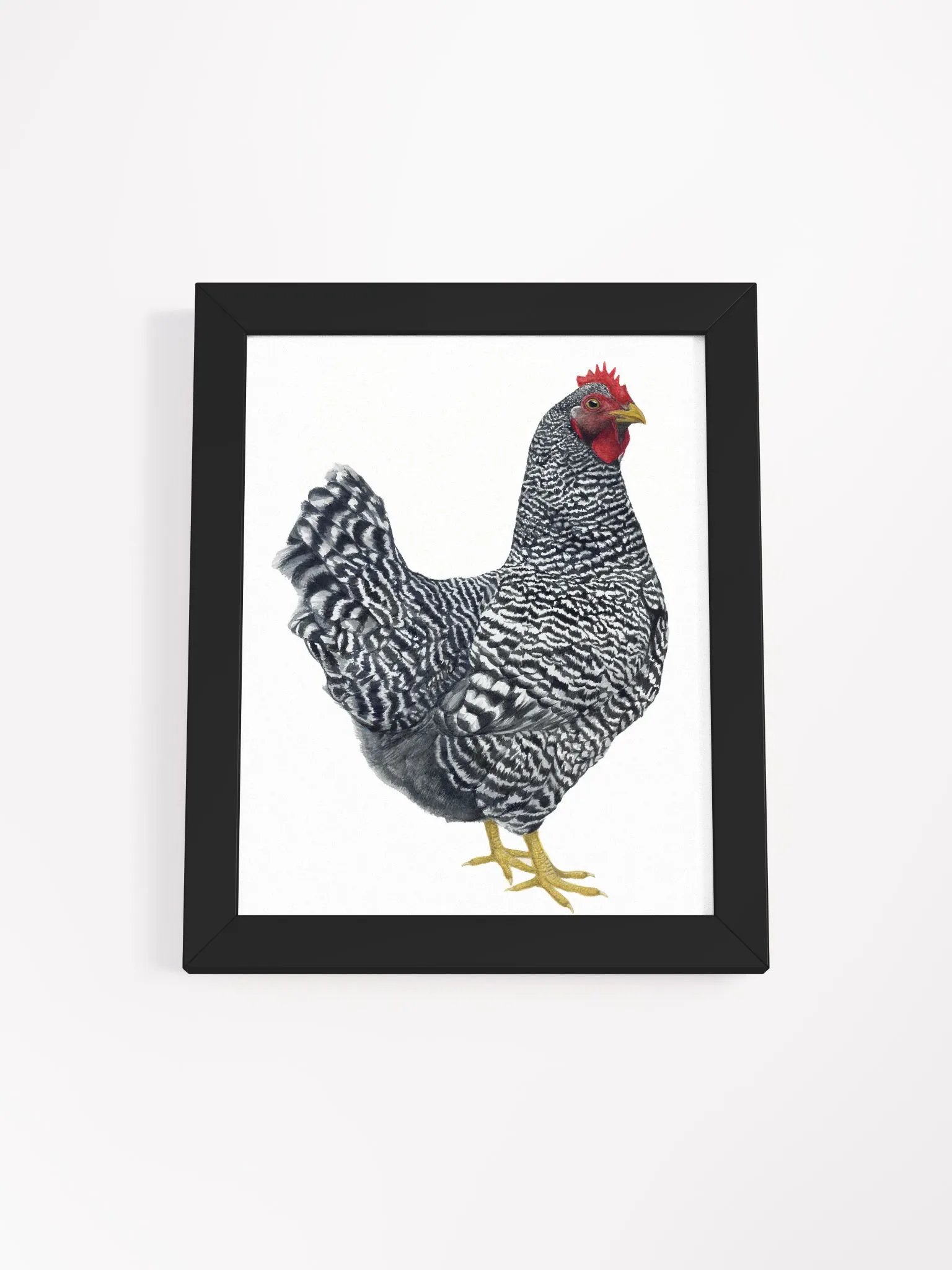 Plymouth Rock Chicken - framed print product image (1)