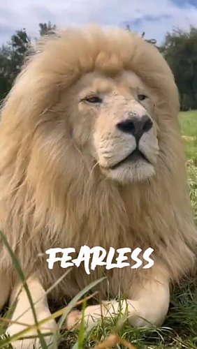 El león no necesita demostrar nada…
su presencia ya habla por él.

Camina con poderío,
vive con fuerza,
y nunca duda de quién...