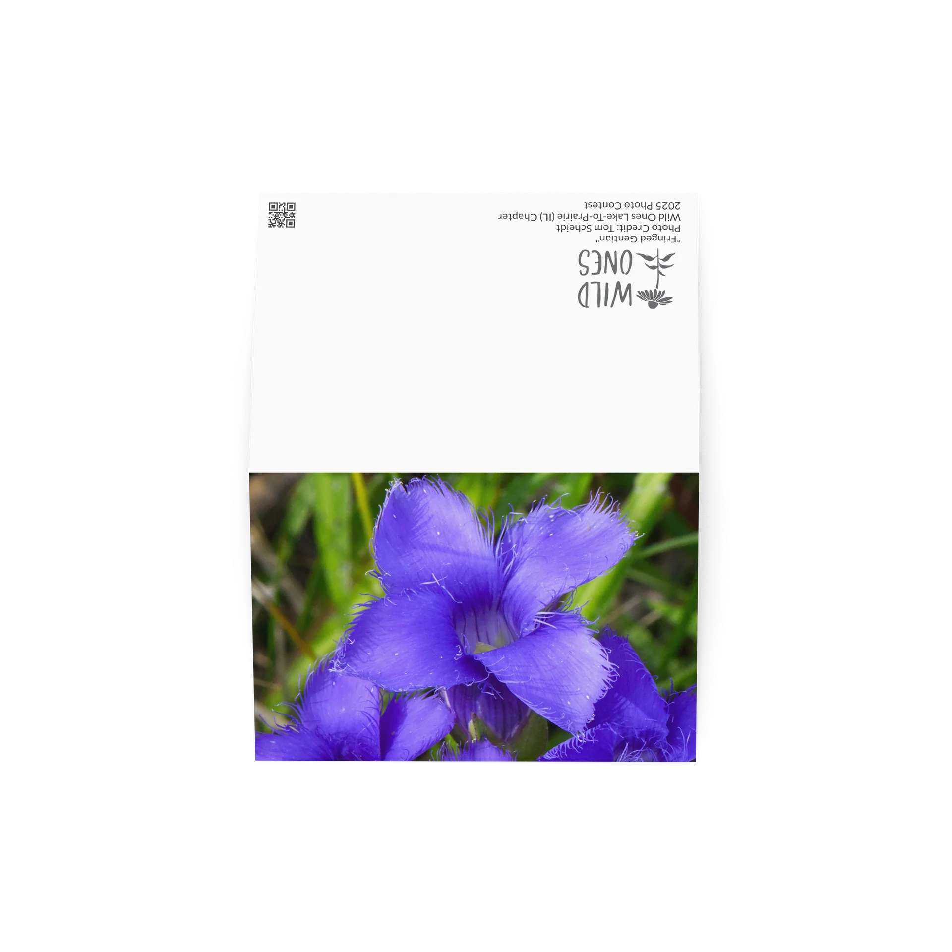 "Fringed Gentian" (Blank Card) product image (3)