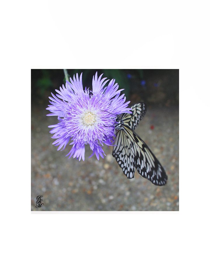 Yellow Butterfly on Purple Flower product image (2)