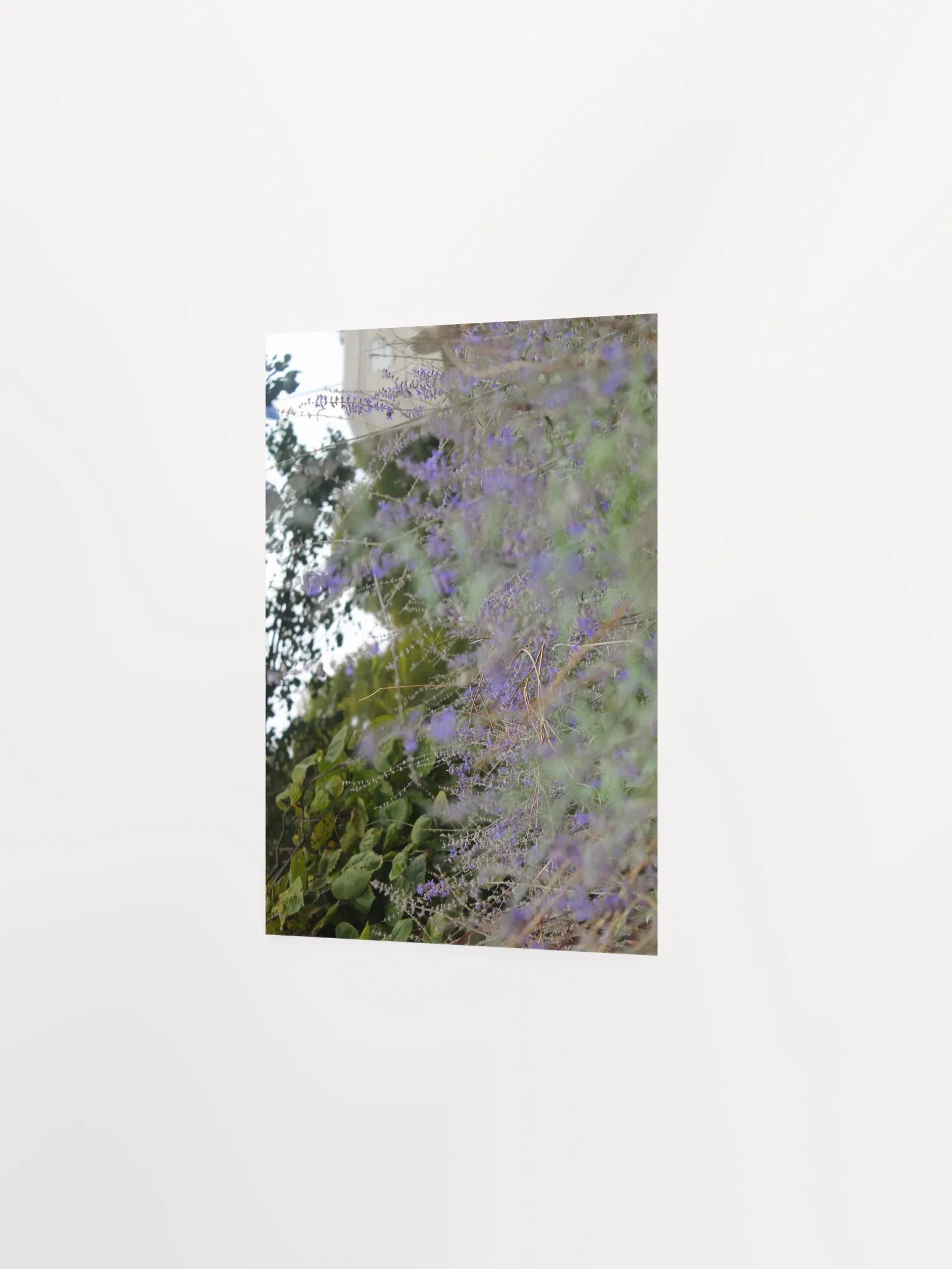 A Study in Flowers 16 product image (15)