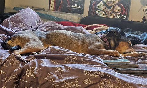 I don't have anything to share so here's s sleeping cricket for your timeline