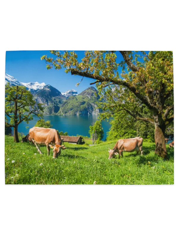 Happy swiss cows table mats product image (4)