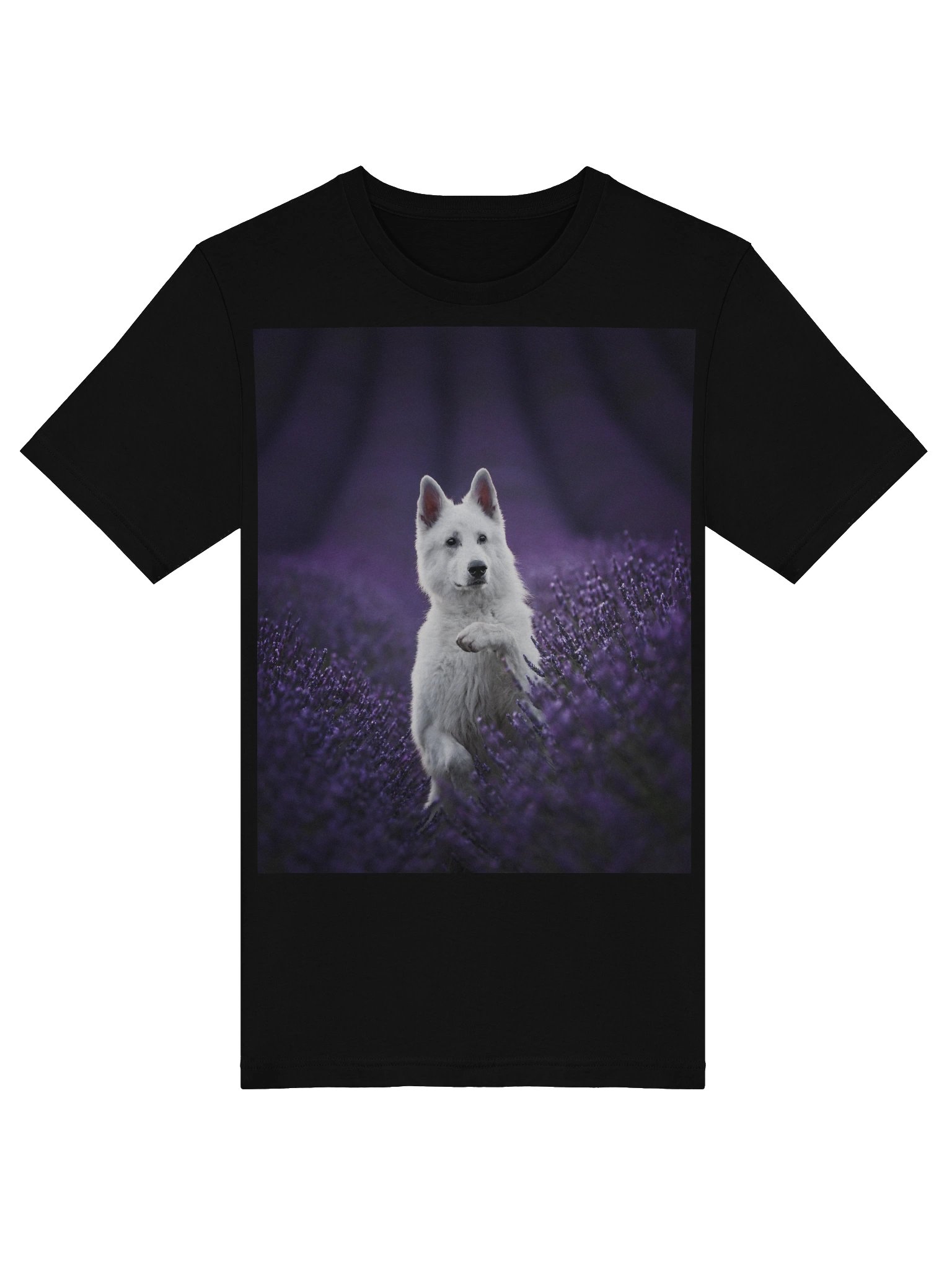 Rasta in the lavender fields product image (22)