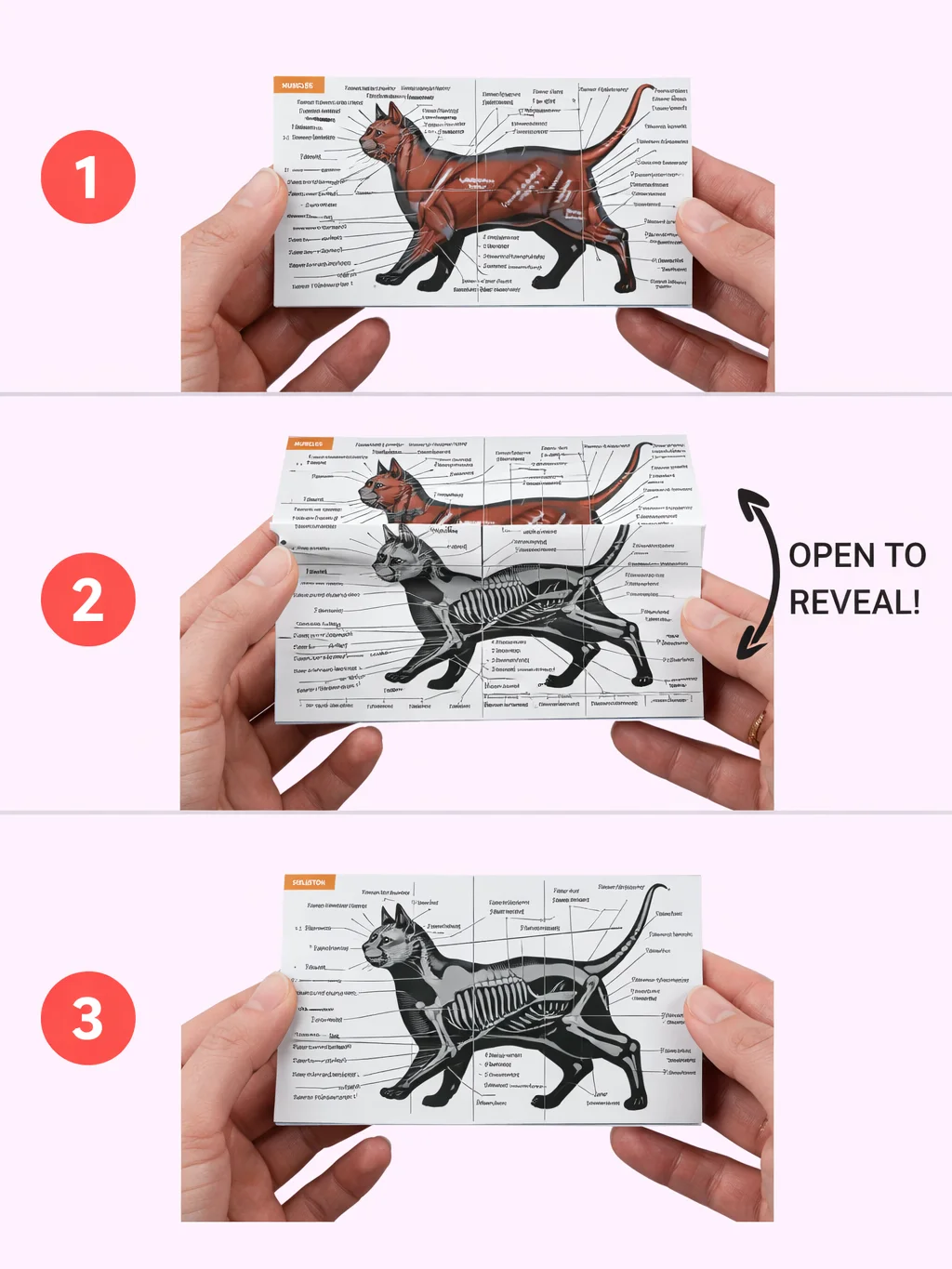 Anatomy Study Cubes (Feline & Human) product image (3)