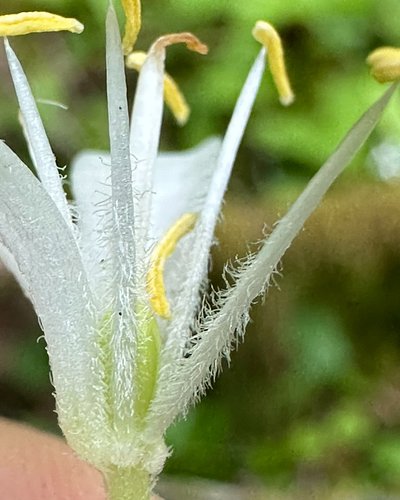 This is Clintonia uniflora, Queen’s Cup or Bead Lily, in the Liliaceae, the Lily Family. This rhizomatous plant can form larg...