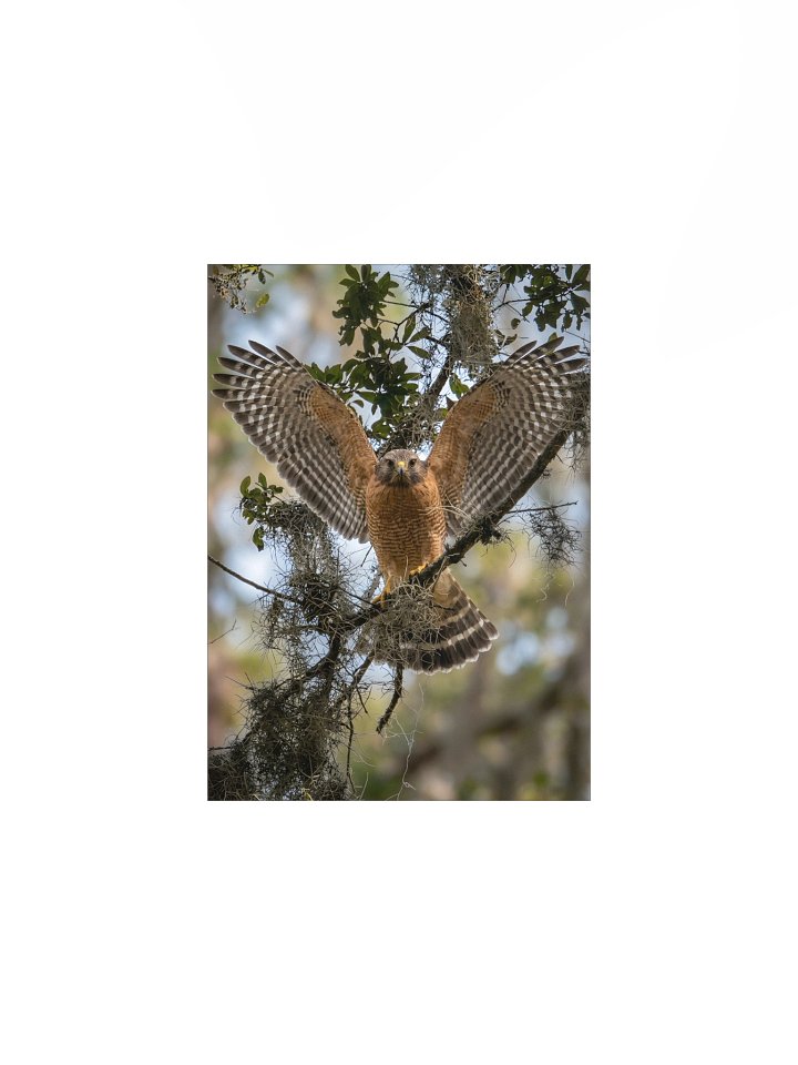 Red-Shouldered Hawk Wing Spread product image (1)