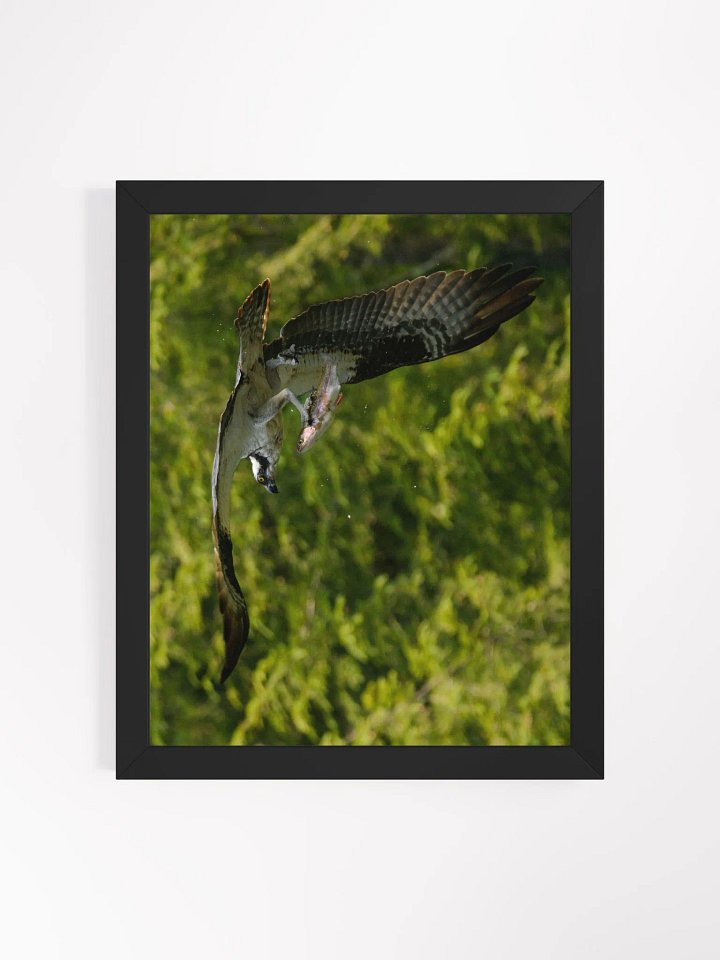 Osprey Catching Dinner product image (1)