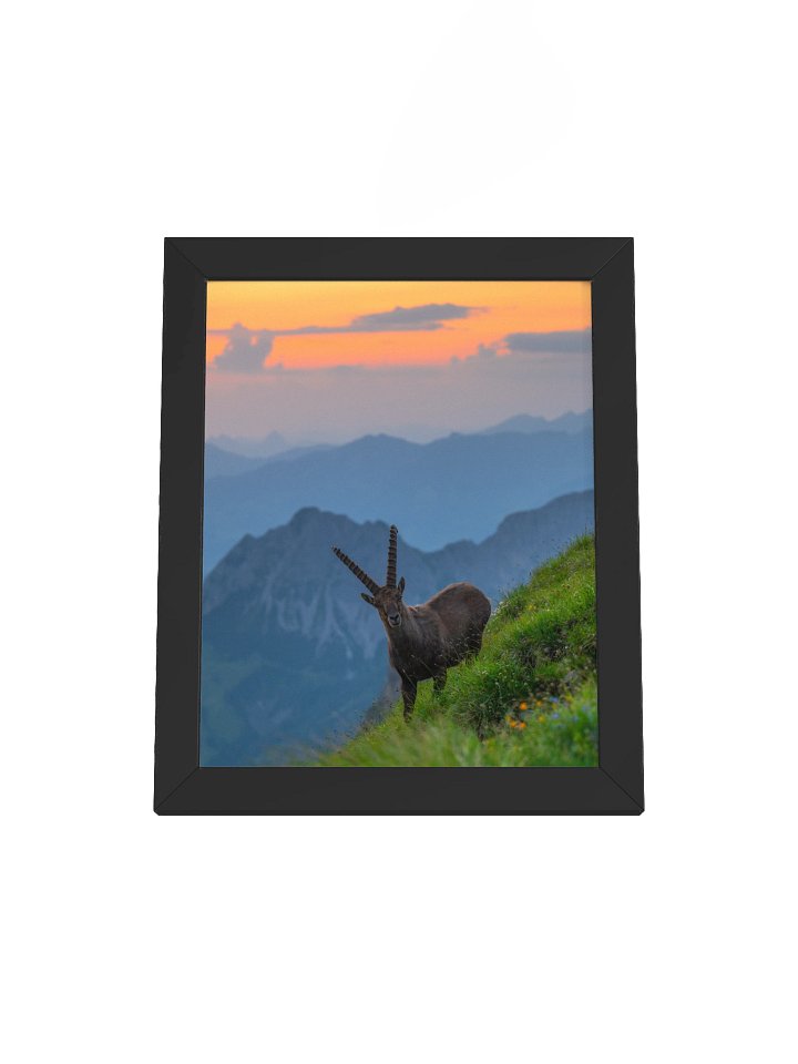 Ibex at the Brienzer Rothorn product image (1)