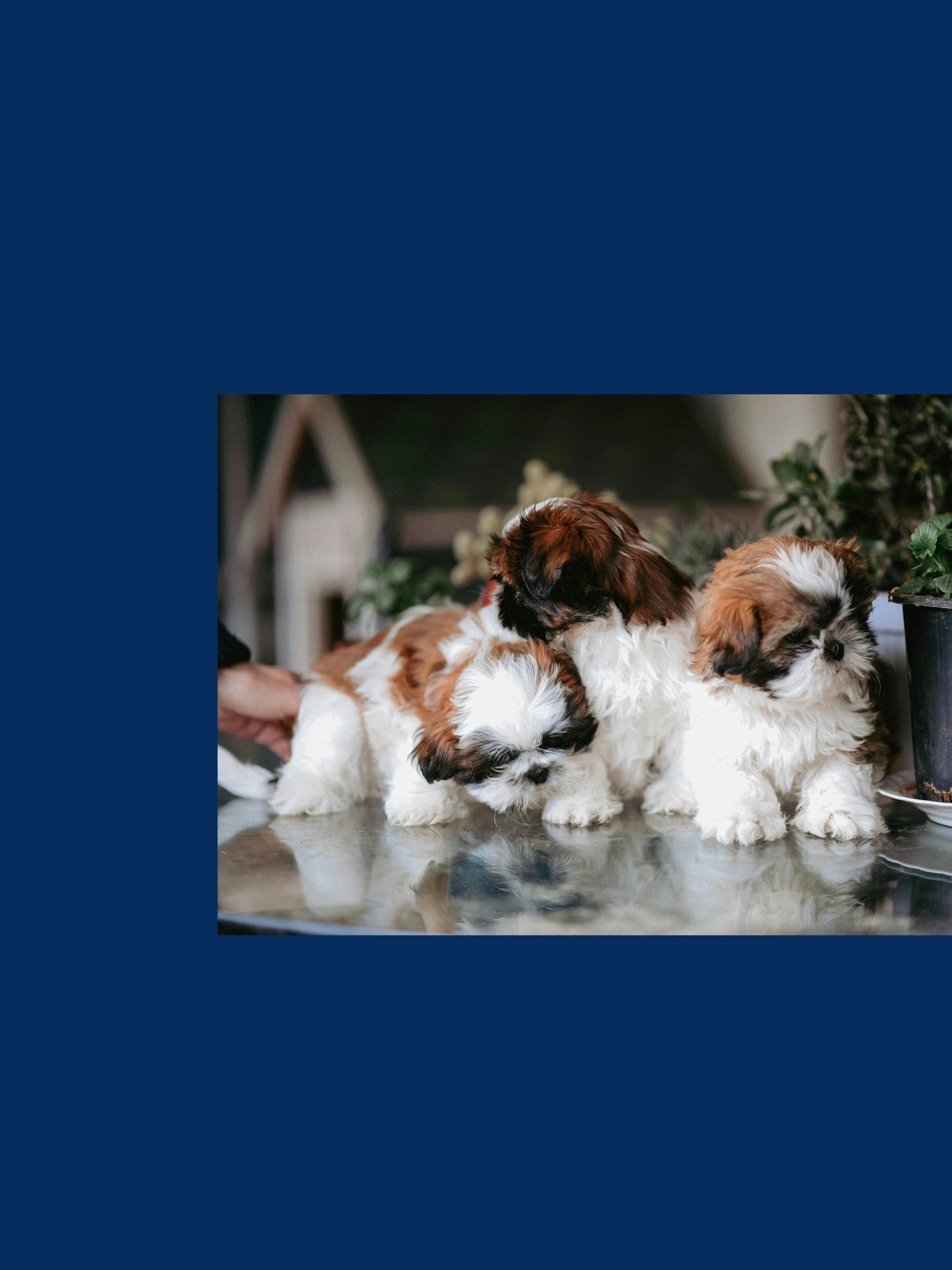 India Pups product image (2)