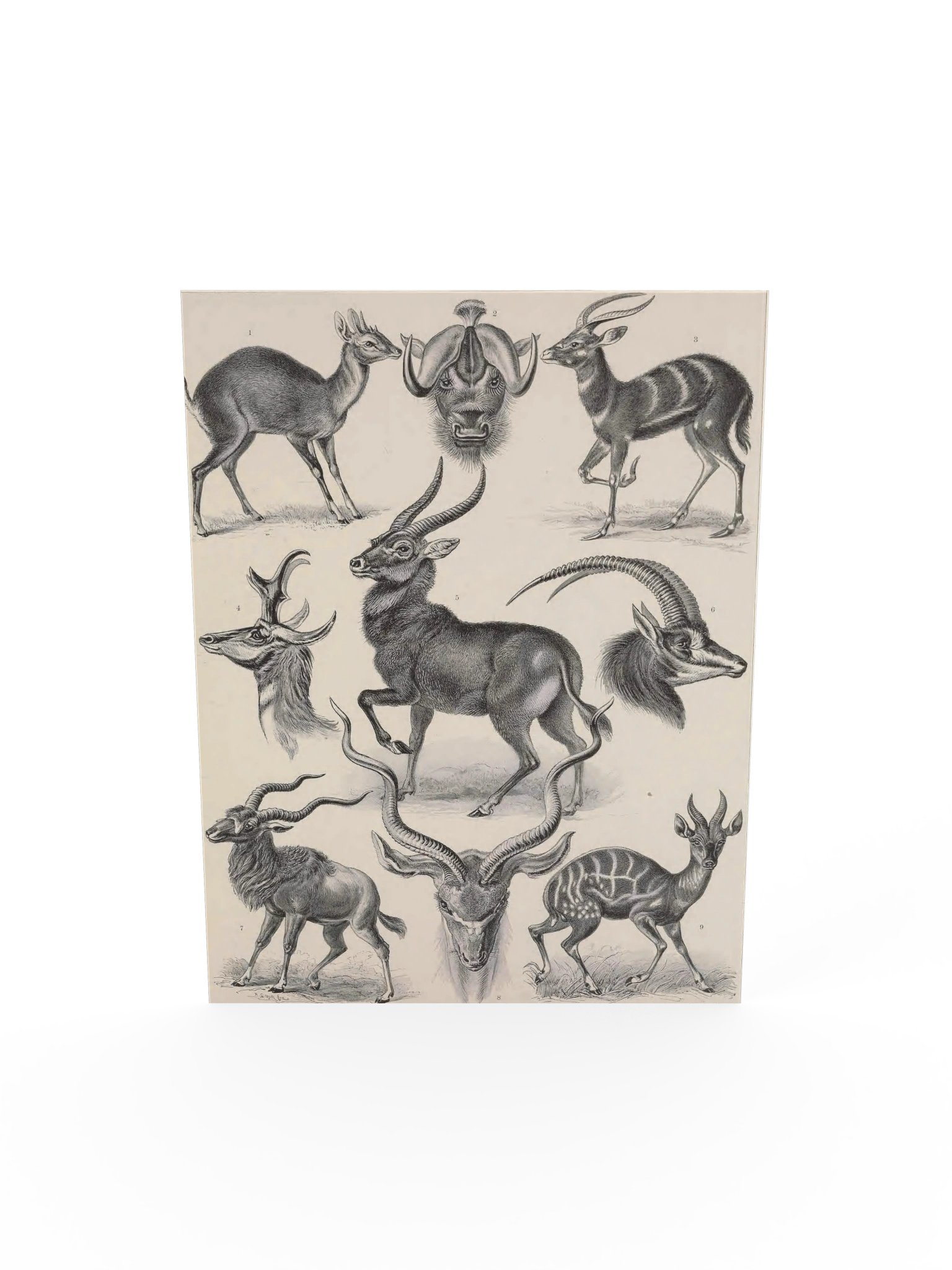 Antilopina; Antilope, Plate 100 – Haeckel Poster product image (5)