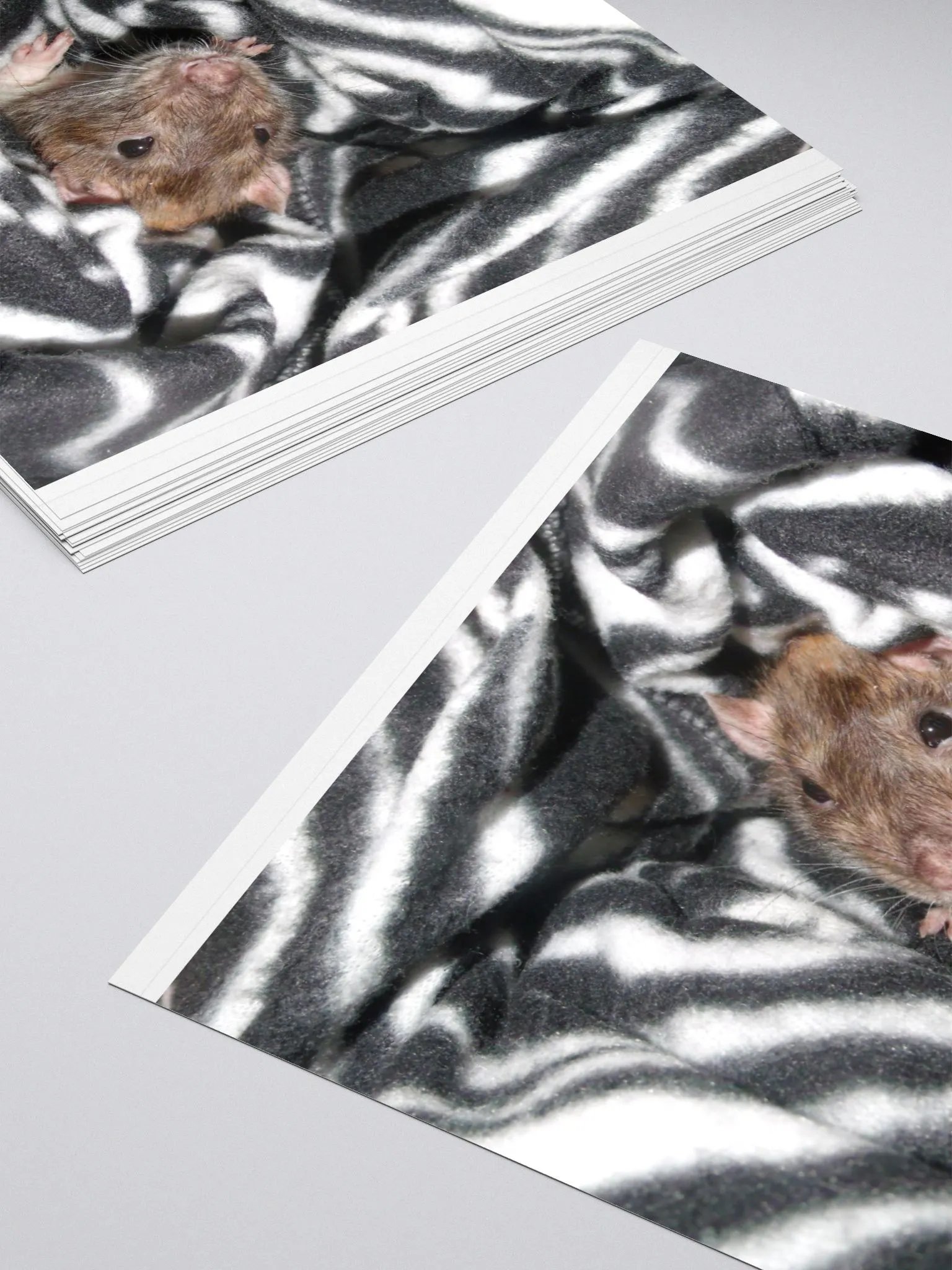 I'm a zebra sticker product image (4)