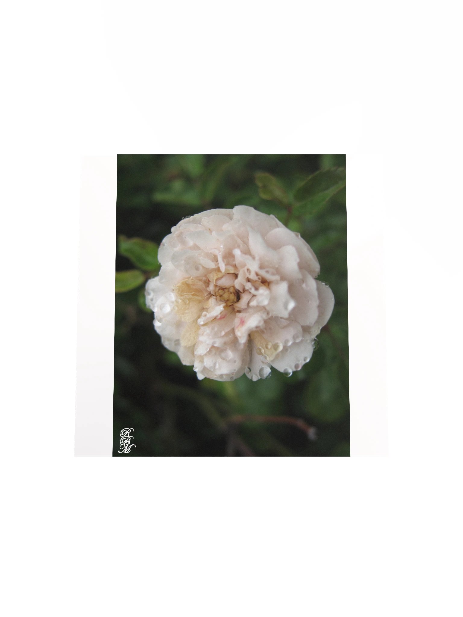 Dew on a Flower product image (19)