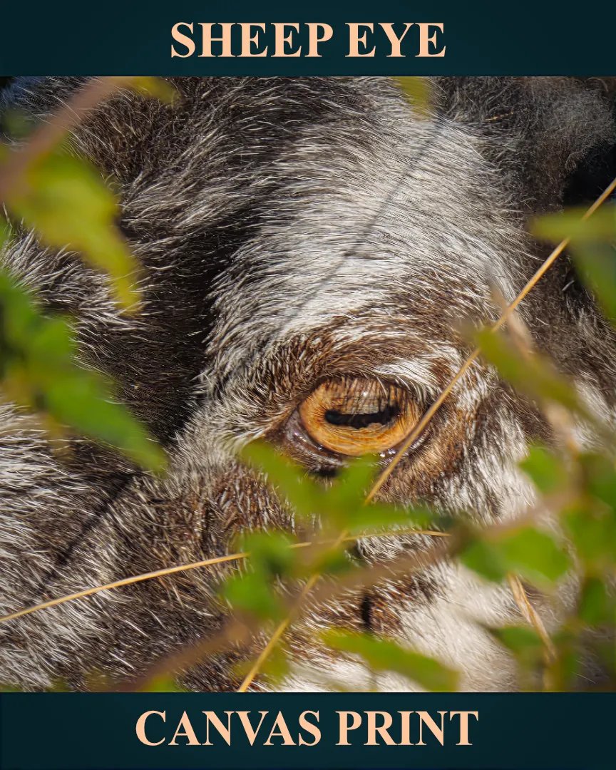 Sheep Eye product image (1)