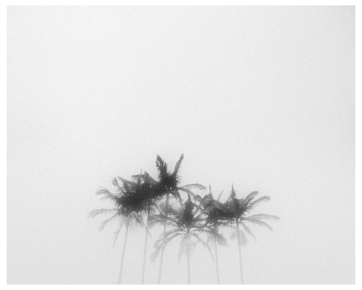 PALMS #01 product image (1)