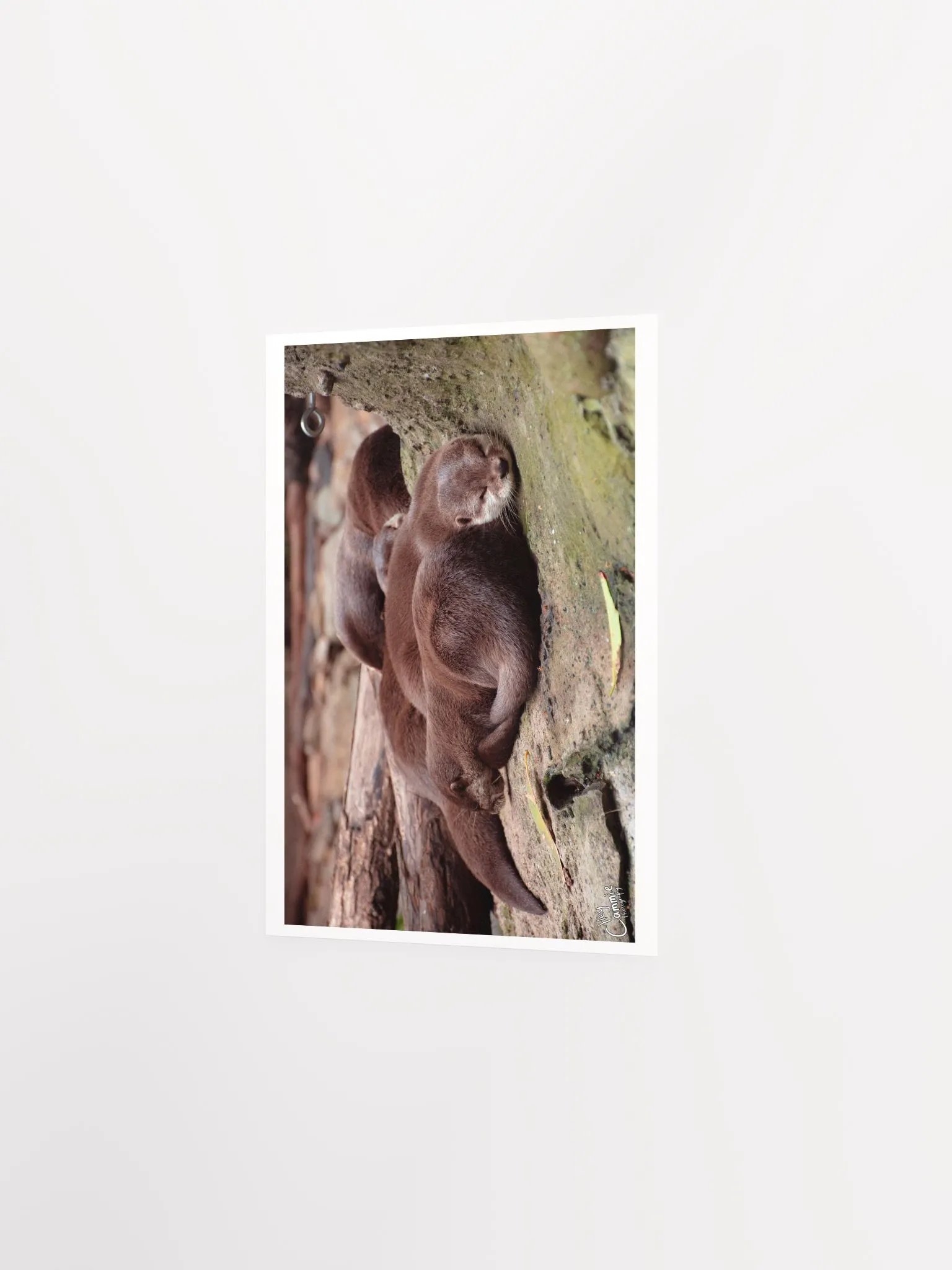 Sleeping Otters - Print product image (2)