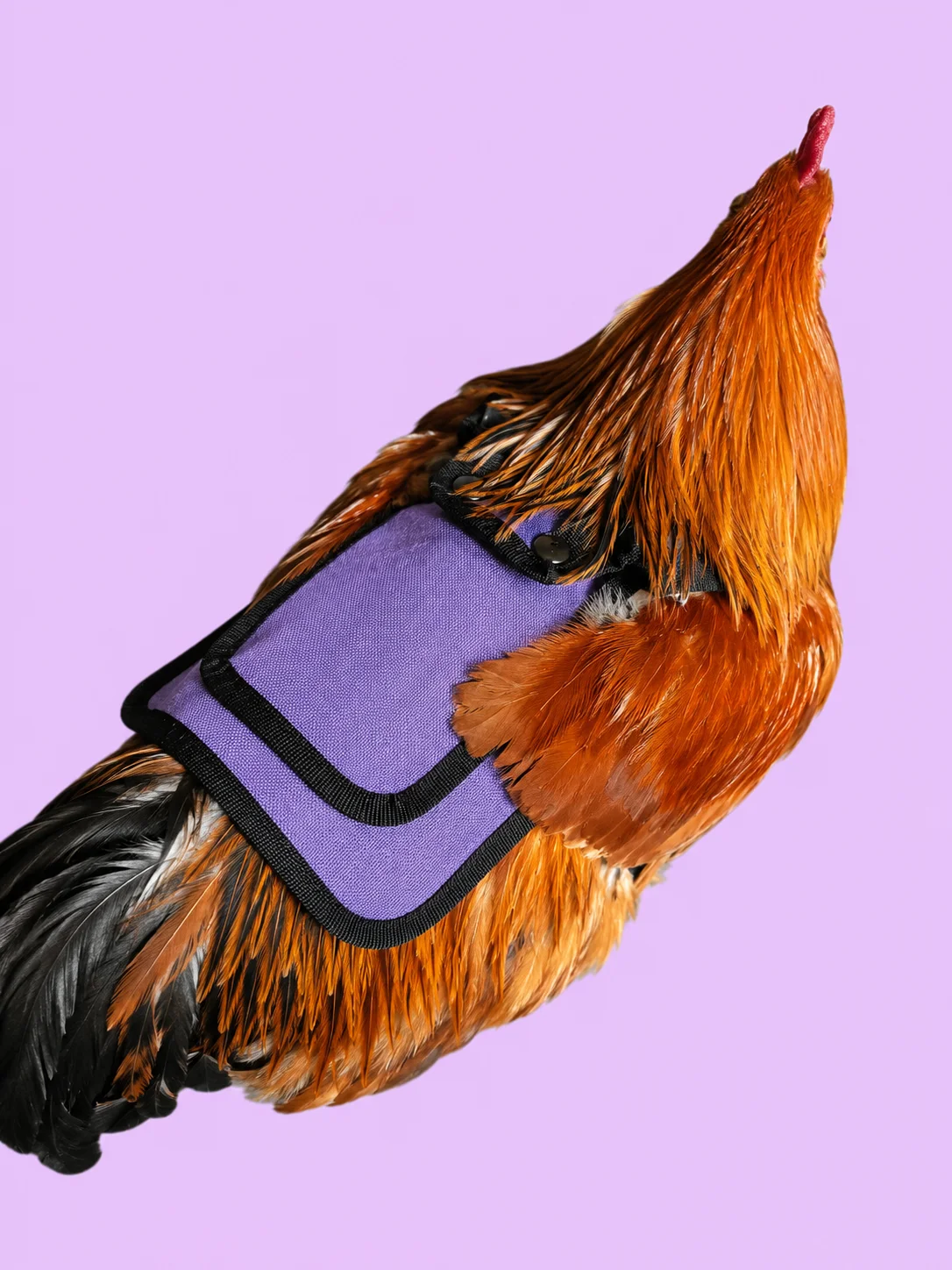 Waterproof Anti-Plucking Chicken Saddles product image (1)
