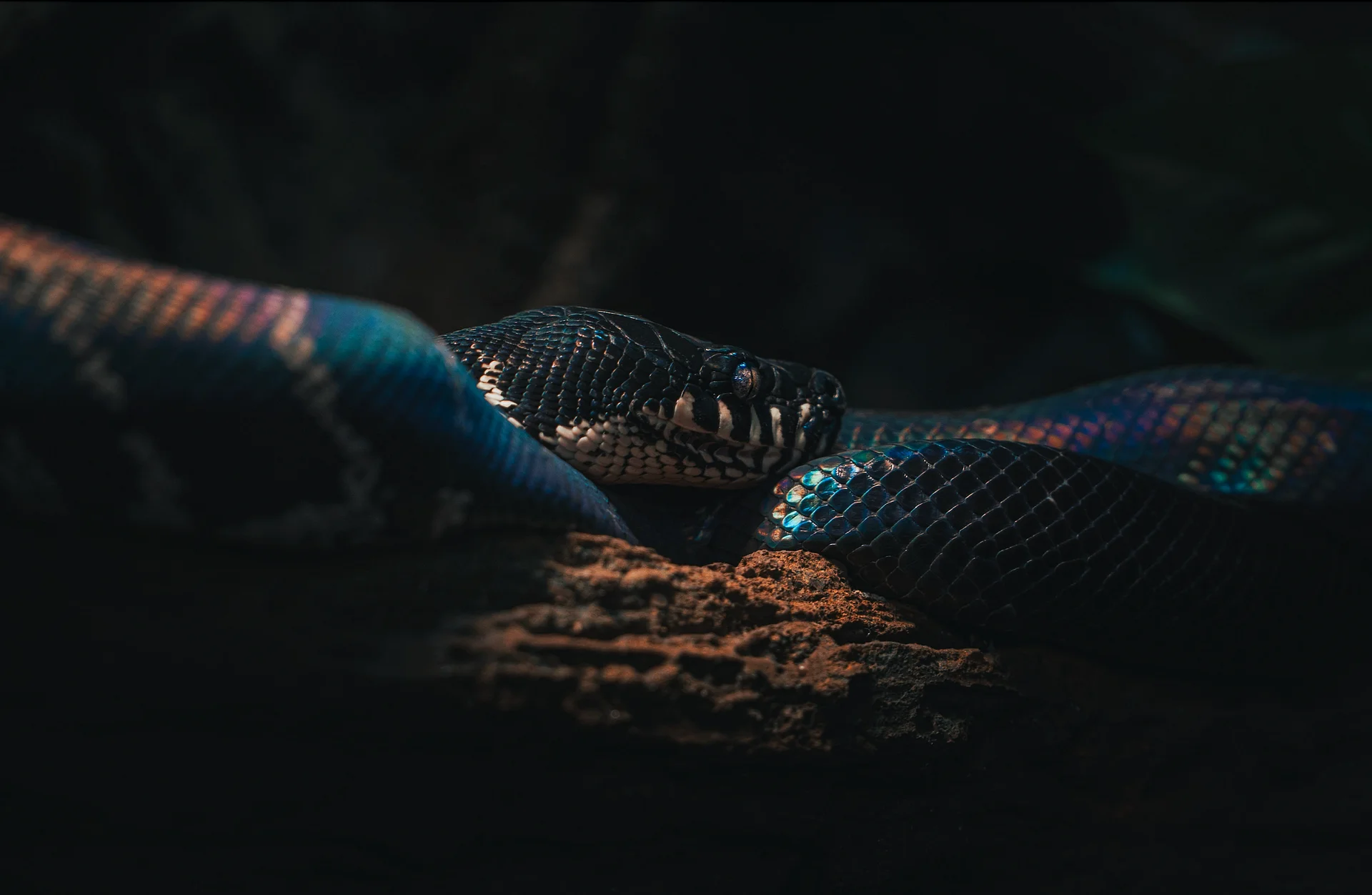 Boelins Python product image (1)