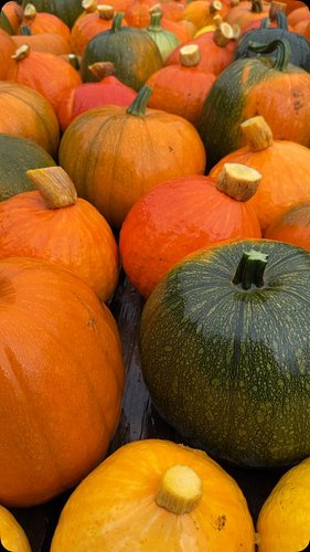 #nodig plant and forget pumpkins 🎃
