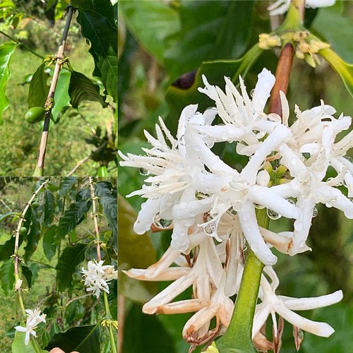 Coffee bean blossoms #hawaii