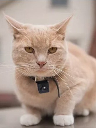 Tiny Pet Camera product image (4)
