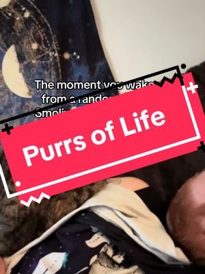 Haven’t been feeling well these past couple days, hopefully I get better soon. Smolive’s purrs are healing me I think #smolivethecat #lgbt #twitchstreamer #catsoftiktok #petsoftiktok 