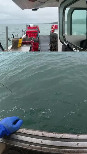 Lifting lobster pots | #epicvoyages on #Twitch