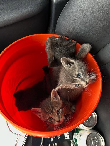 KITTENS FOUND IN SACK, DUMPED IN THE COUNTRY 

This morning, we received a call from someone who found four kittens in a sack...