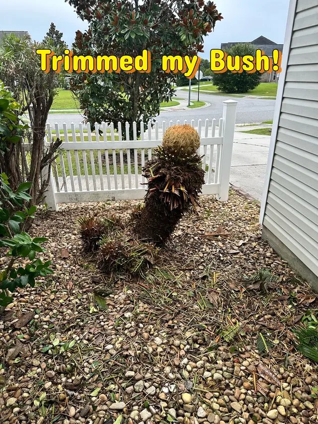 Best comments win on this one.  #palm #bush #fyp #summer2026 #savannahga 