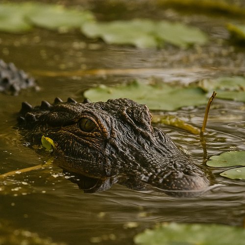 Silent Sentinel of the Swamp, Florida. #robinmehdee