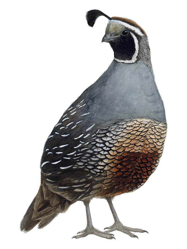 California Quail 2- giclée print product image (1)