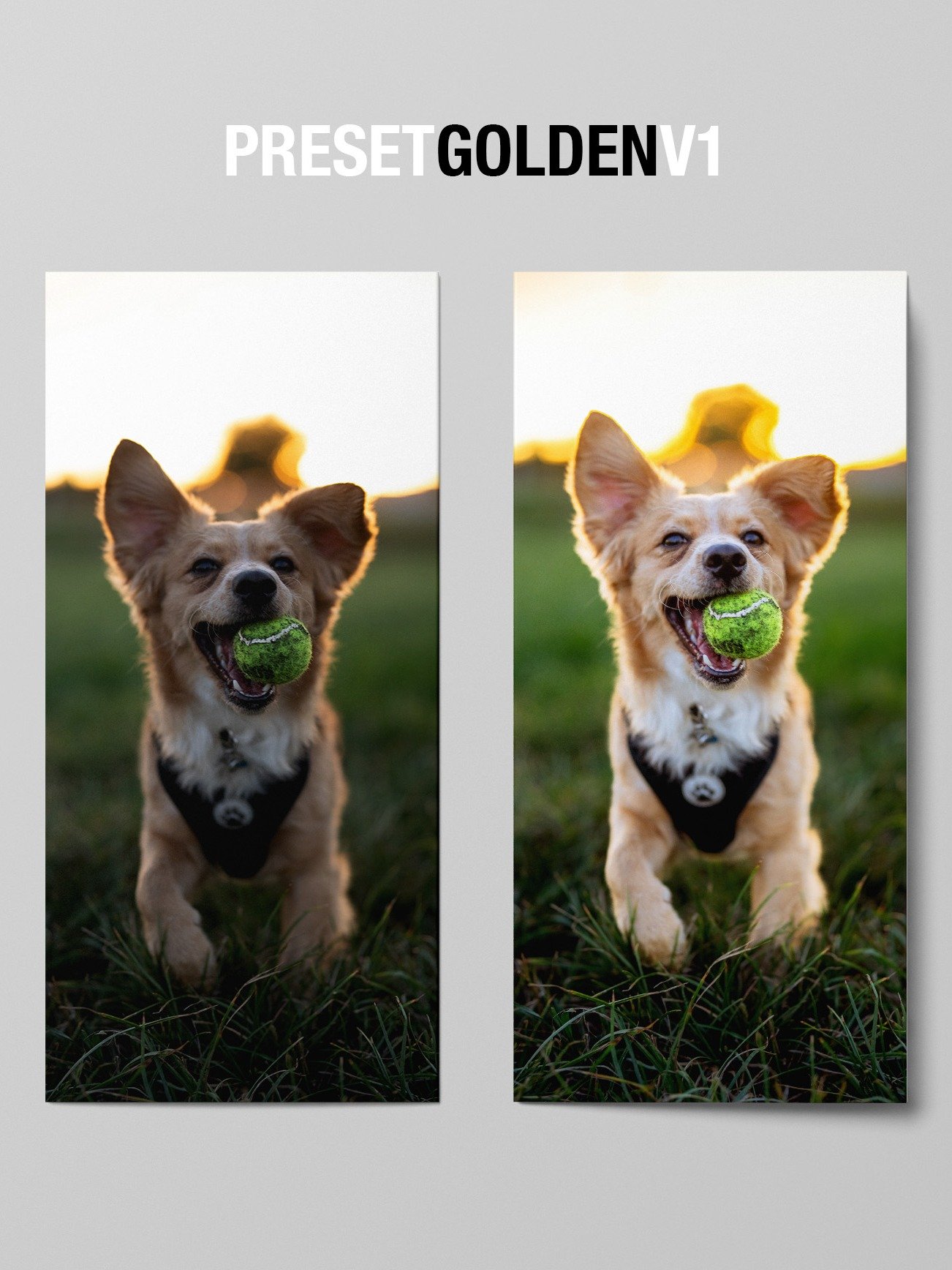 CUTE DOG PRESETS product image (9)