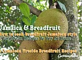 Caribbean's tag thumbnail