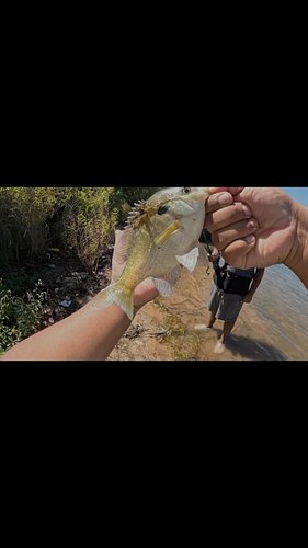 Let’s get all 50 states to comment! #fishing #fyp #usa🇺🇸 #bluegill #outdoors