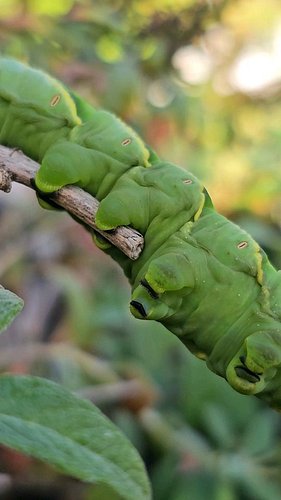 Those stubby back legs on a rustic sphinx moth caterpillar aren't legs at all. They're prolegs, and the inner edge of each on...