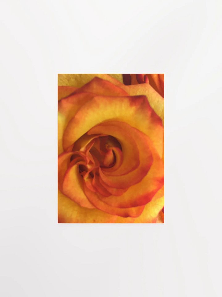Orange/Red Rose Close-Up product image (3)