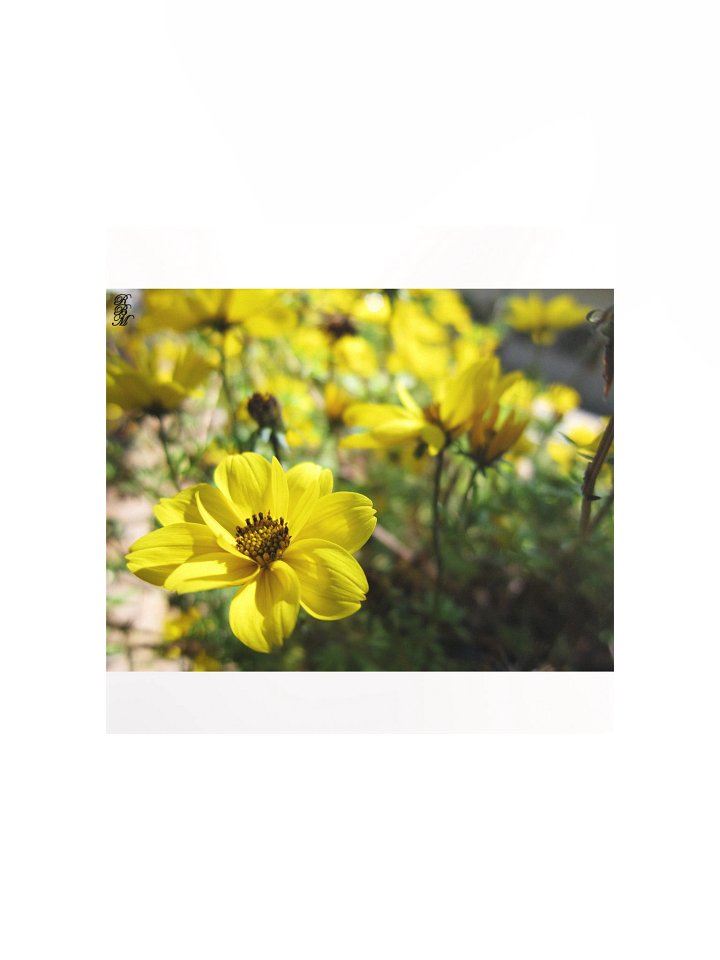 Yellow Flowers product image (3)