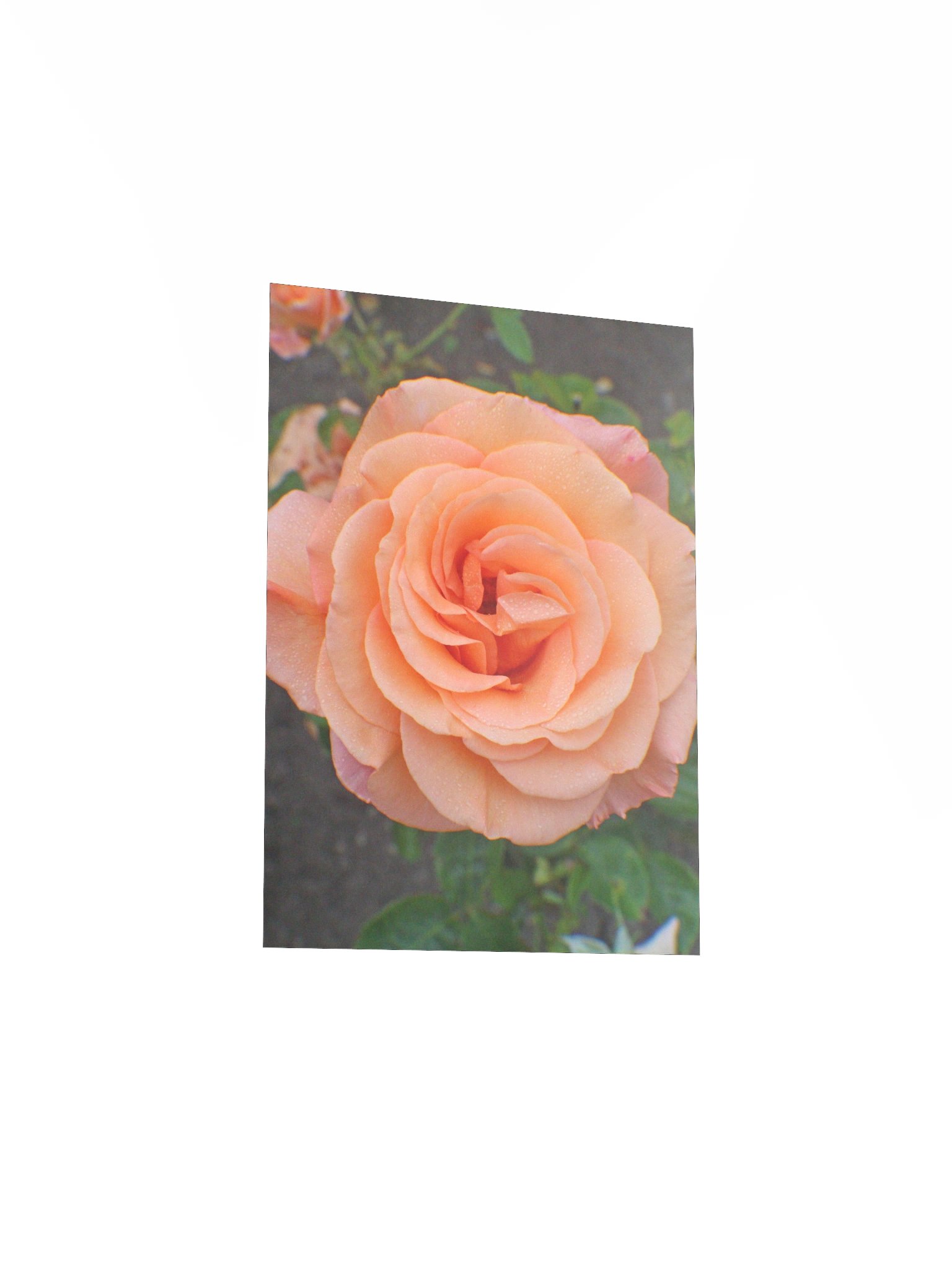 A Single Orange Flower product image (18)