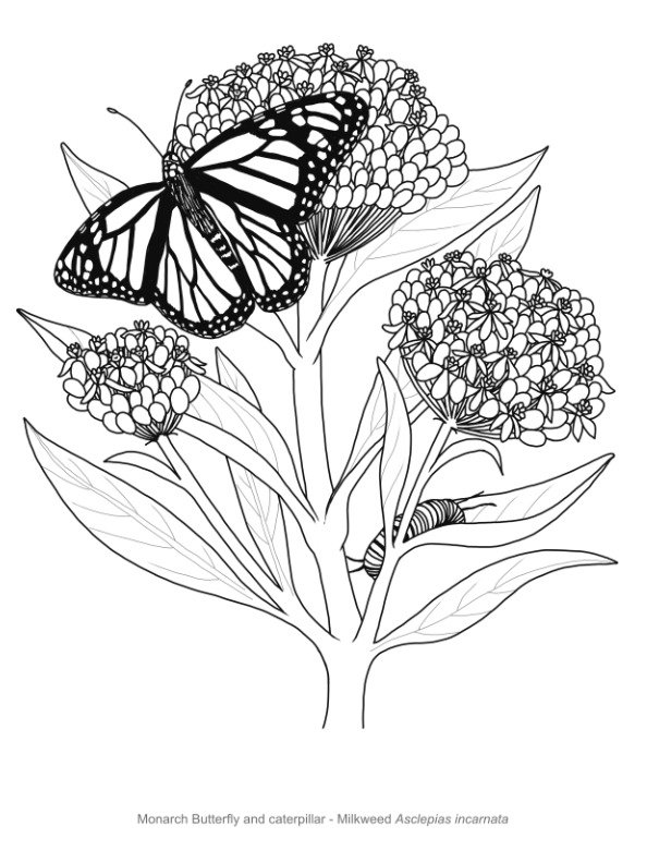 Printable Butterfly Colouring Pages - Free download product image (9)