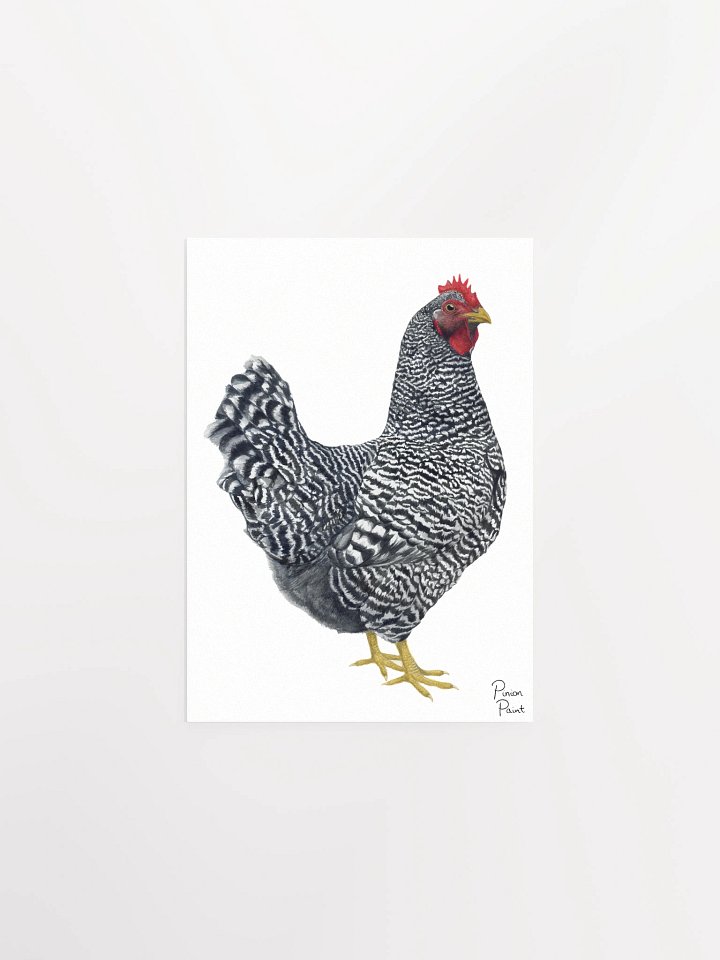 Plymouth Rock Chicken print product image (1)