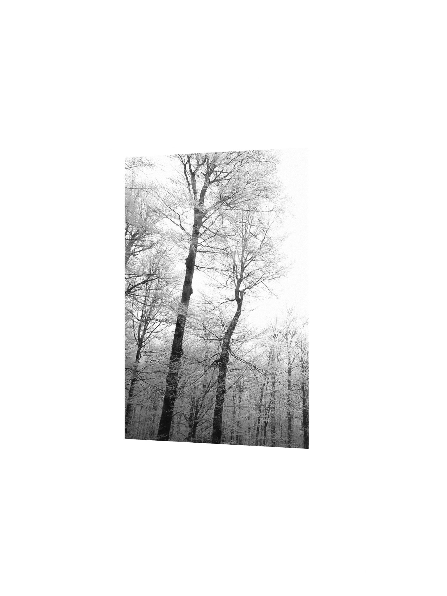 Winter trees matte paper poster product image (2)
