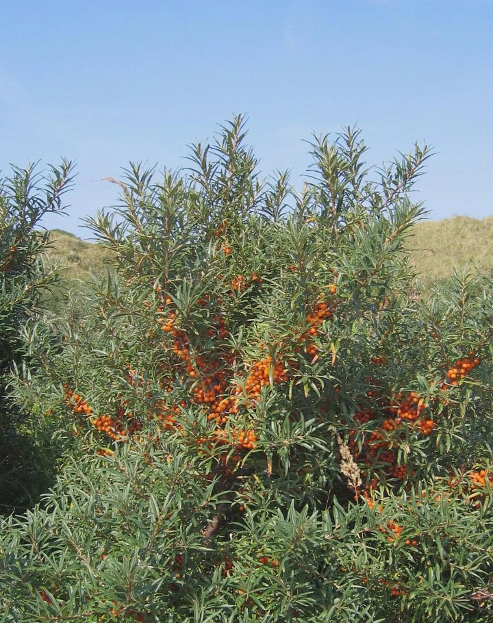 Sea Buckthorn Oil First Cold Pressed 100mL product image (2)