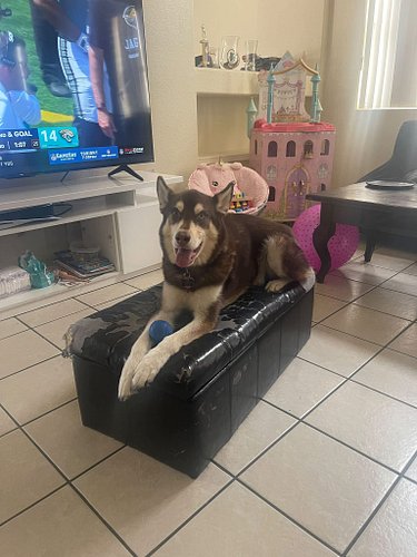He’s a good boy ❤️