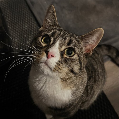 Almost had this lil dude for a year now… and he’s turning a year old this month. 

Best decision ever :)

#kitty #cat #yoshi ...