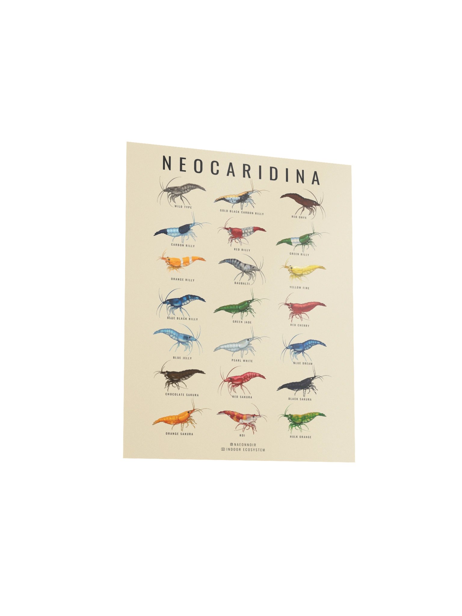 NEOCARIDINA SHRIMP POSTER (CREAM) product image (3)