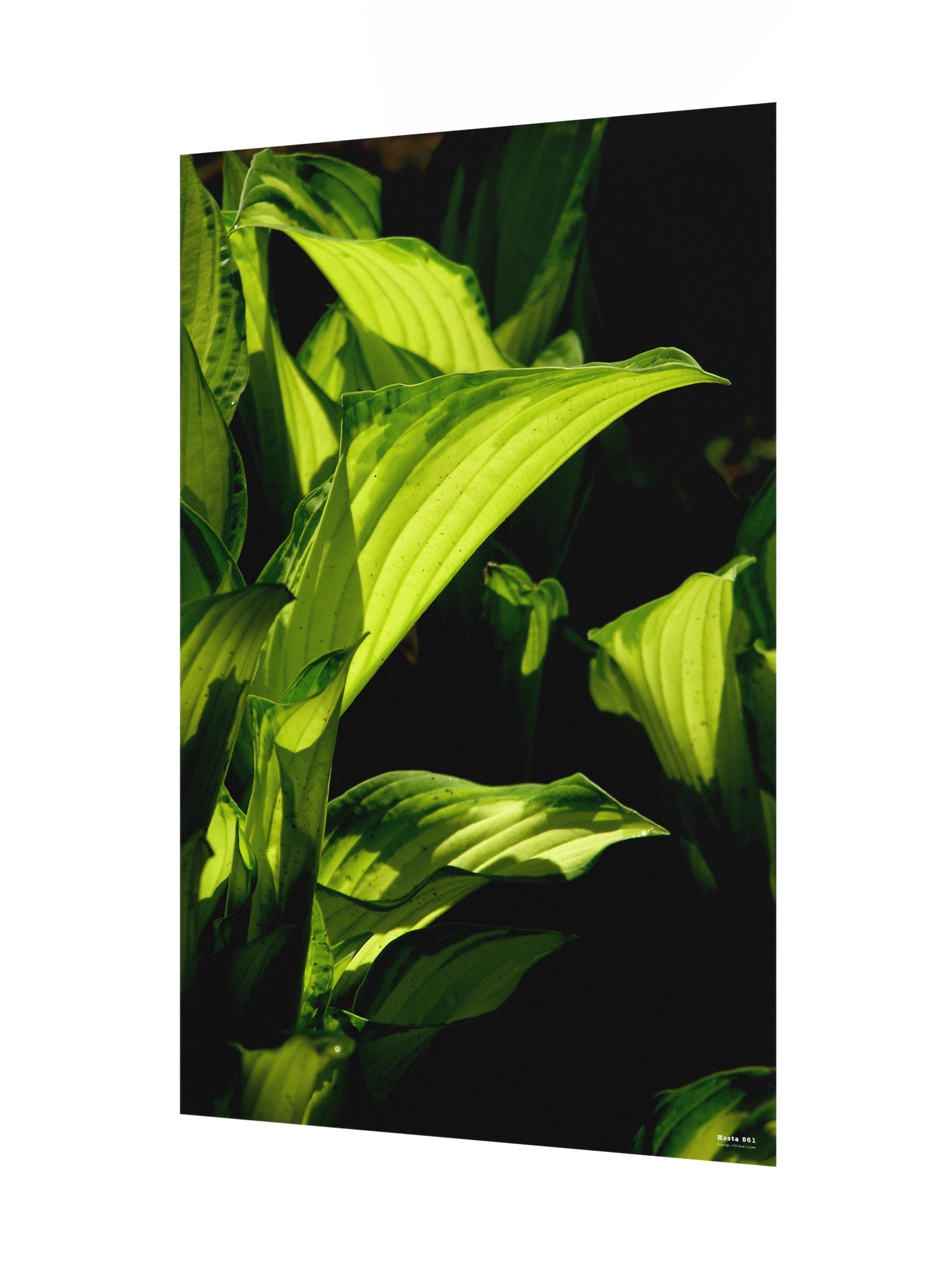 Hosta 561 Poster product image (6)